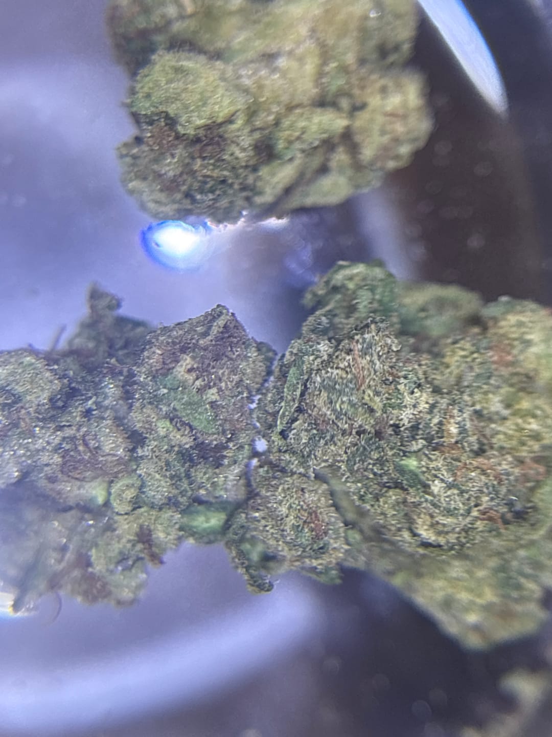 Customer photo review of Champelli THCA Flower