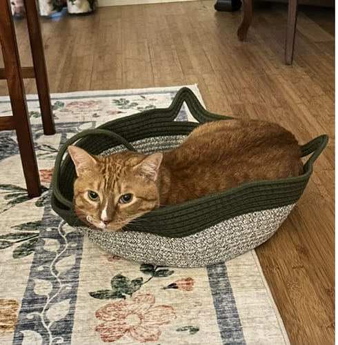 Customer's orange cat resting comfortably inside the two-tone green and white woven Instinct Basket on a floral rug.