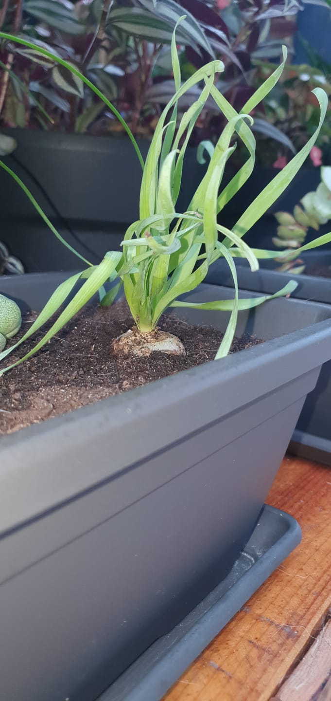 Customer photo review of Albuca Concordiana
