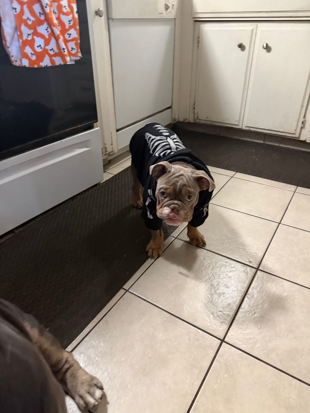 Customer photo review of Halloween Dog Hoodie - Reflective Skeleton
