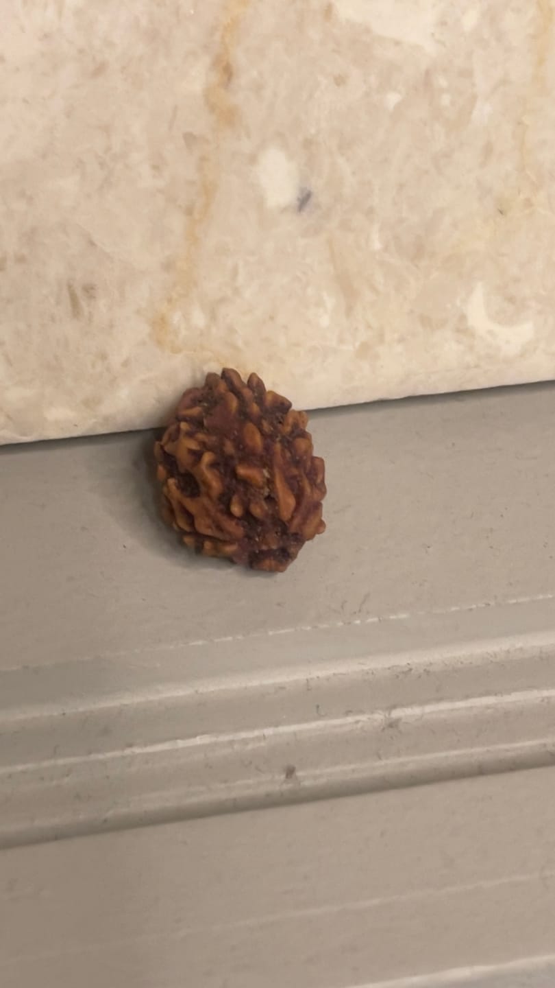 Customer photo review of Certified 1 Mukhi Half Moon Rudraksha – Vastu Remedy for Leadership & Spiritual Enlightenment | Ideal for Crown Chakra & Top Floor Altars