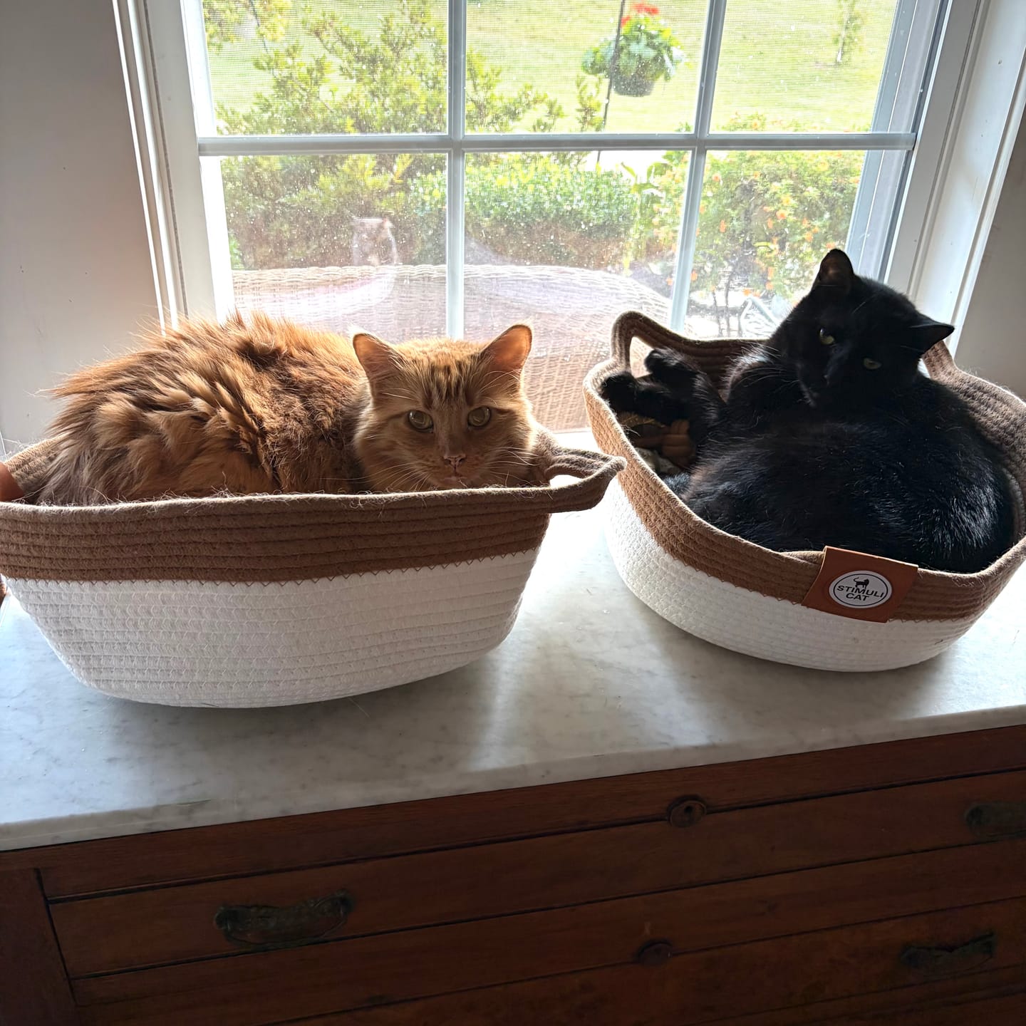 Customer photo review of Instinct Basket | Meet the first research-backed natural territory for indoor cats