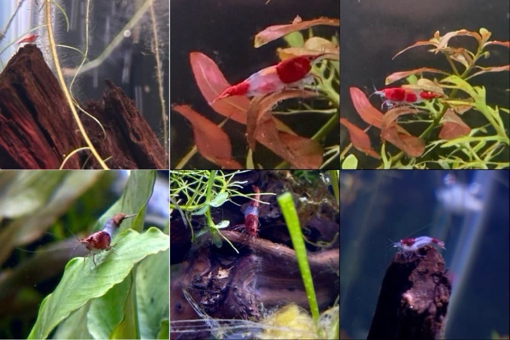 Customer photo review of Red Rili Shrimp