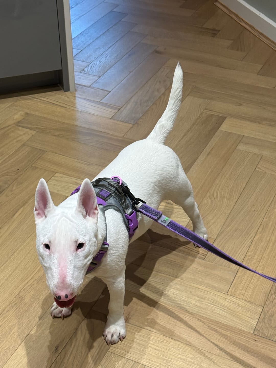Customer photo review of Anti Pull Hurricane Harness Lighter | With Handle - Purple X Metal Grey