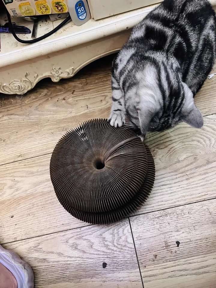 Customer photo review of İnteraktif Kedi Oyun Tüneli | Birleştirilebilir Tırmalama Oyuncağı