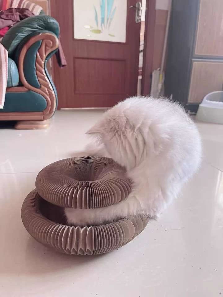 Customer photo review of İnteraktif Kedi Oyun Tüneli | Birleştirilebilir Tırmalama Oyuncağı