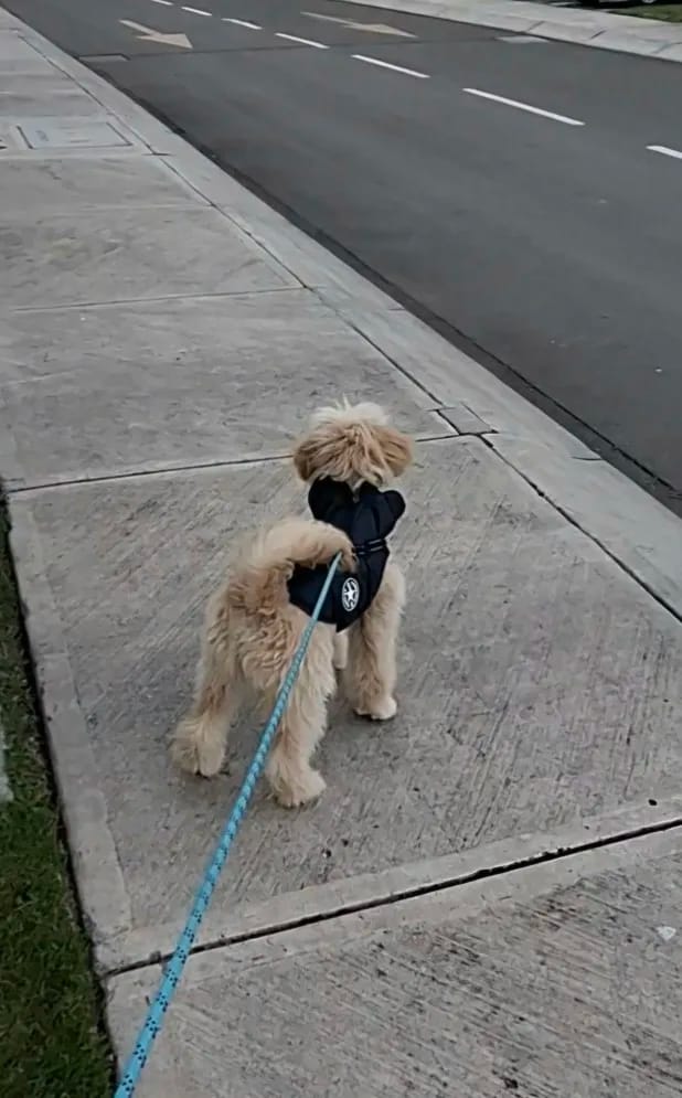 Customer photo review of My Furry King™ 3 in 1 Winter Jacket