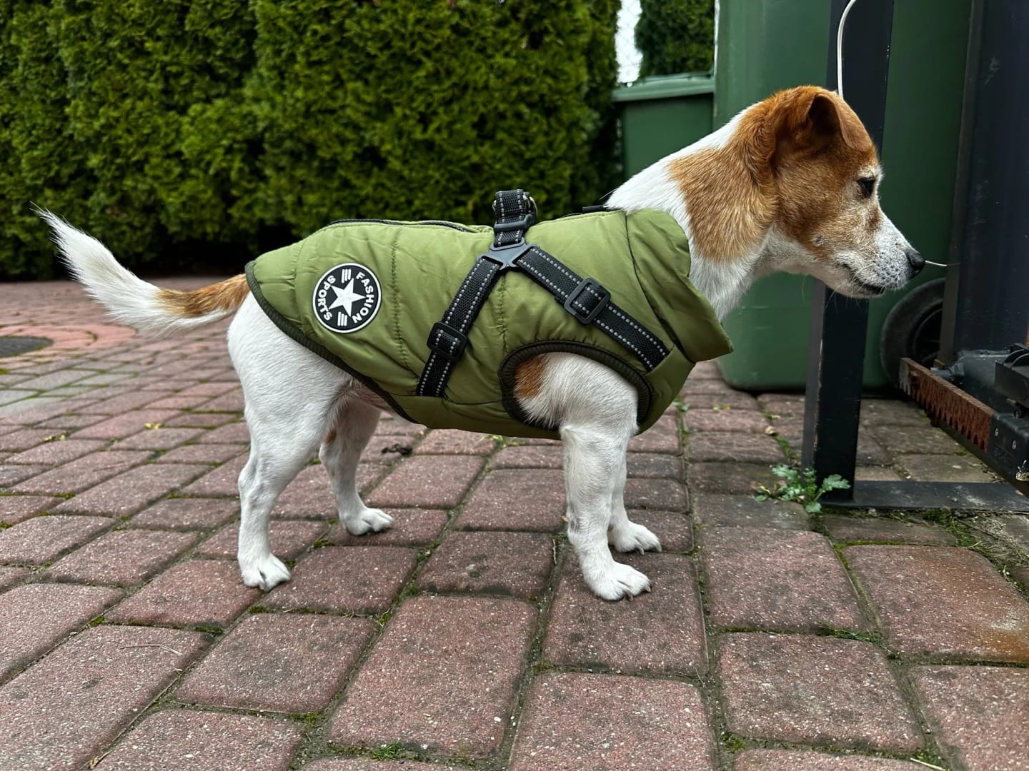 Customer photo review of My Furry King™ 3 in 1 Winter Jacket