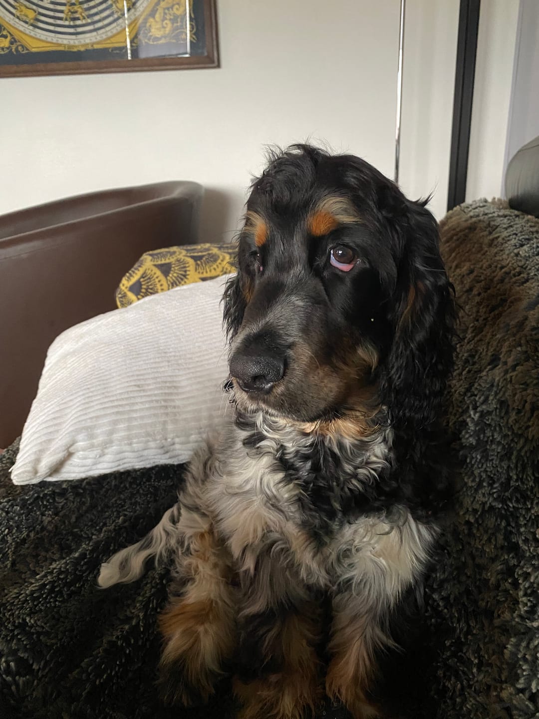 Customer photo review of Pâtée Volaille Fraîche & Légumes (x9) - Chien