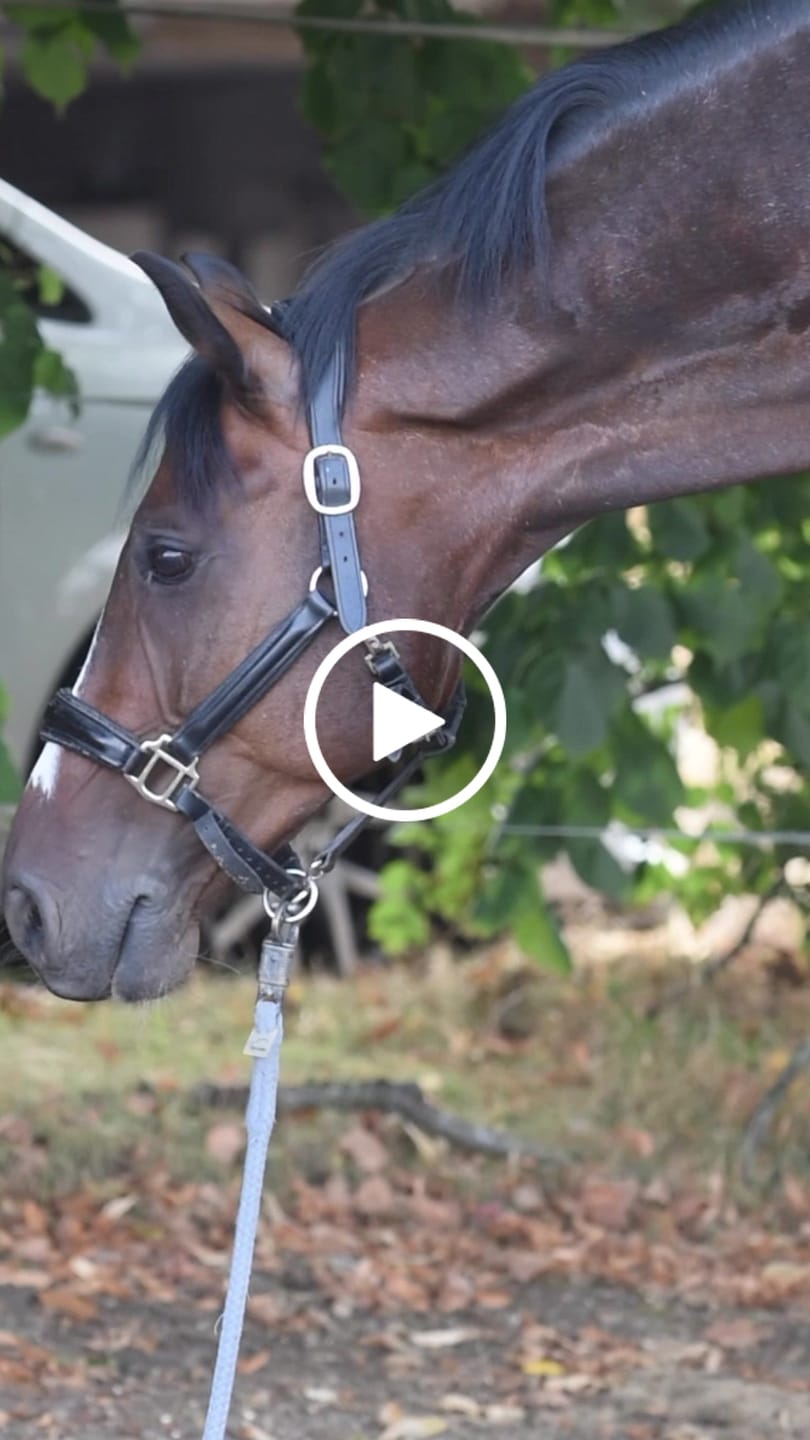Customer video review of Kristallkraft Coolly