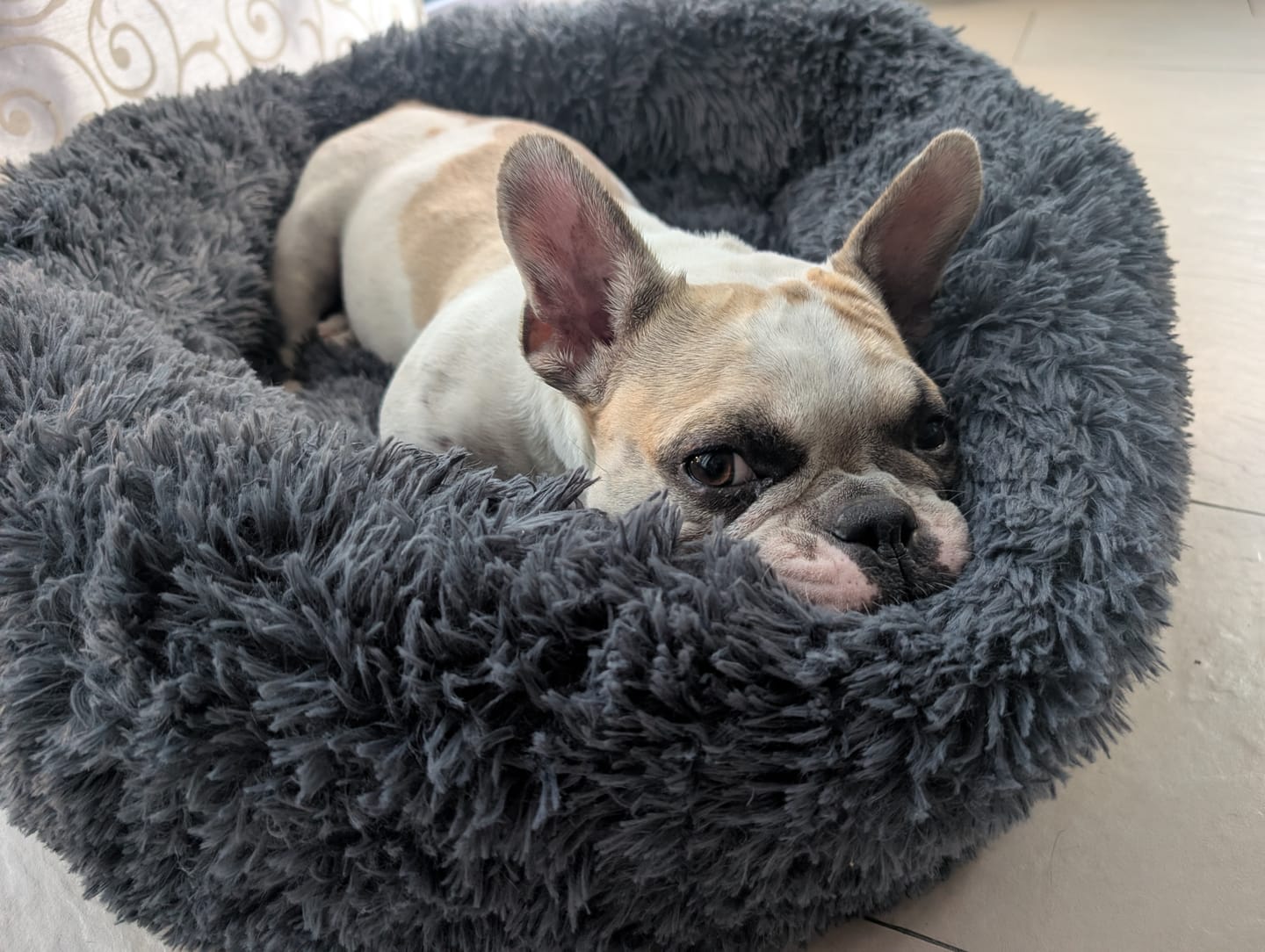Customer photo review of Puppery Hundebett Wolke 7 - Das Original