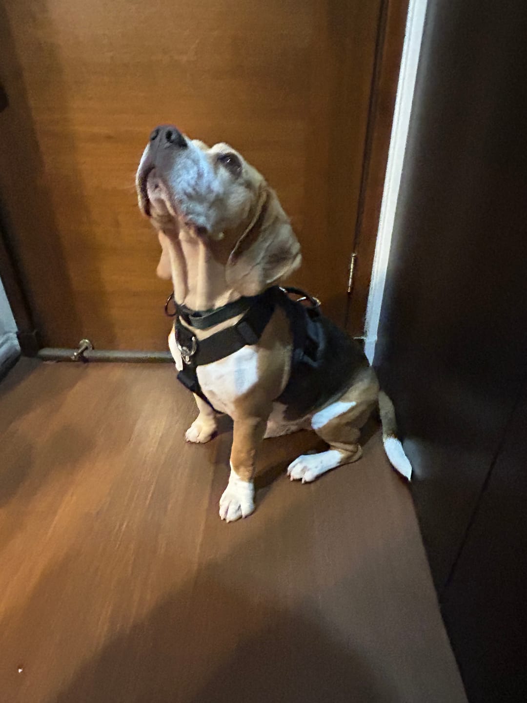 Customer photo review of Arnés Strap para Perros- Street Dogs - Black