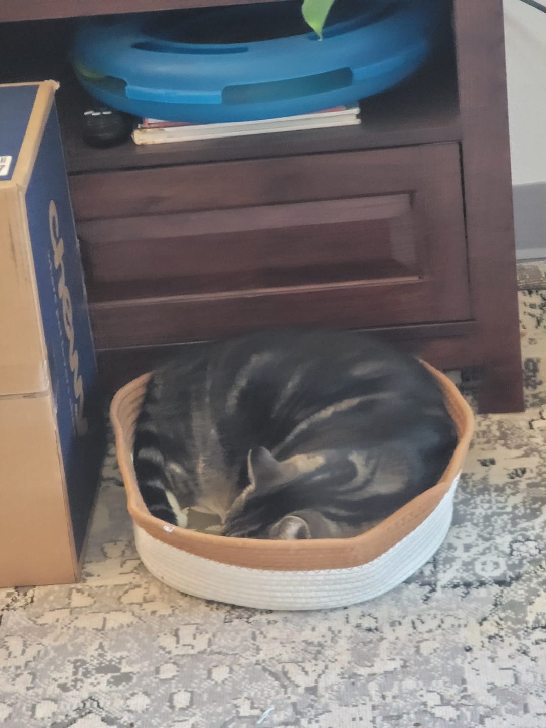 Customer photo review of Instinct Basket | Meet the first research-backed natural territory for indoor cats
