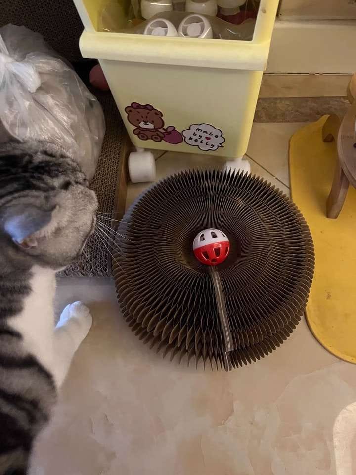 Customer photo review of İnteraktif Kedi Oyun Tüneli | Birleştirilebilir Tırmalama Oyuncağı