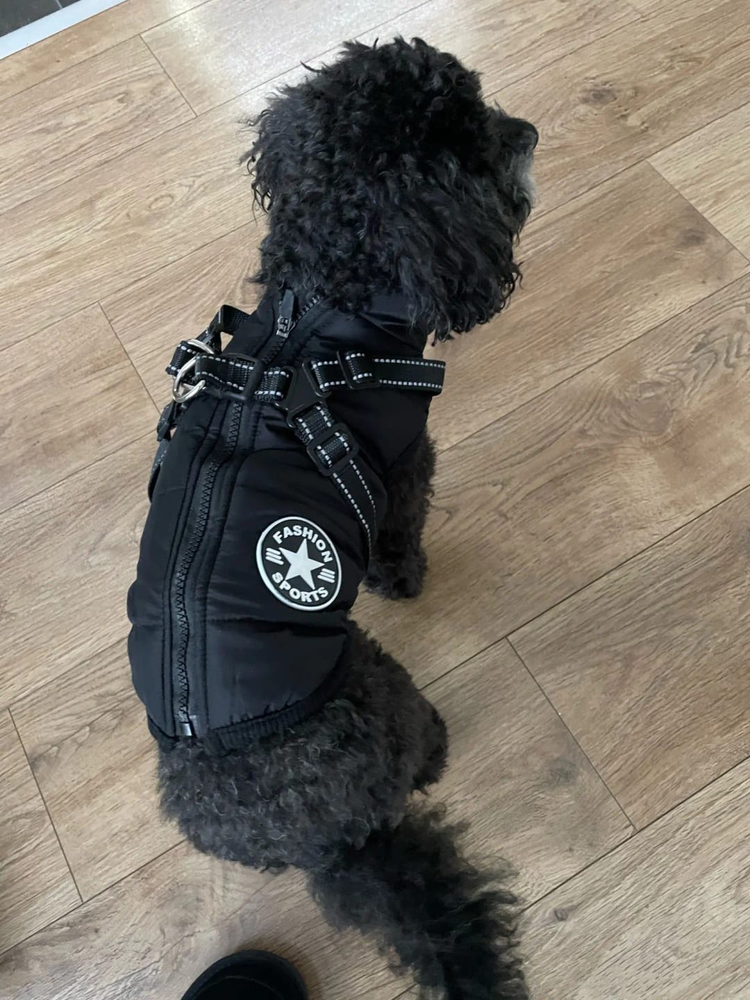 Customer photo review of My Furry King™ 3 in 1 Winter Jacket