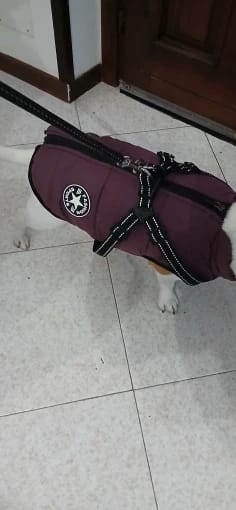 Customer photo review of My Furry King™ 3 in 1 Winter Jacket