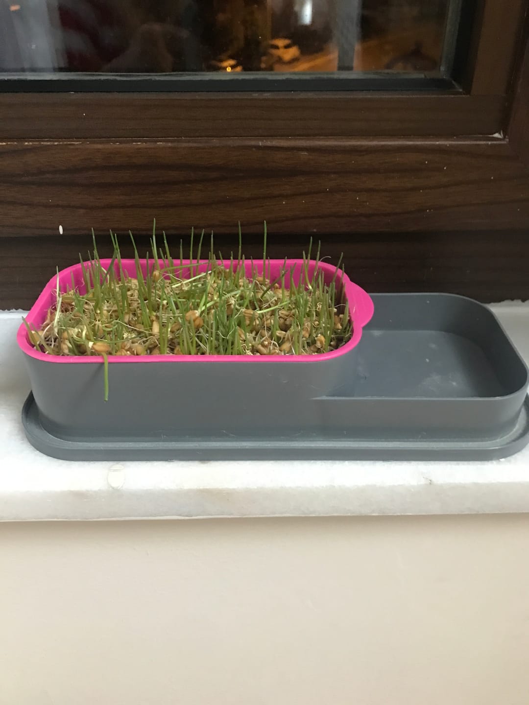 Customer photo review of CatGarden™  Topraksız Kedi Çimi Yetiştirme Seti / 5 Paket Tohum hediye