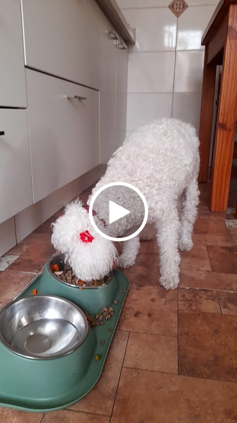 Customer video review of PetFamily Foods Razas Pequeñas
