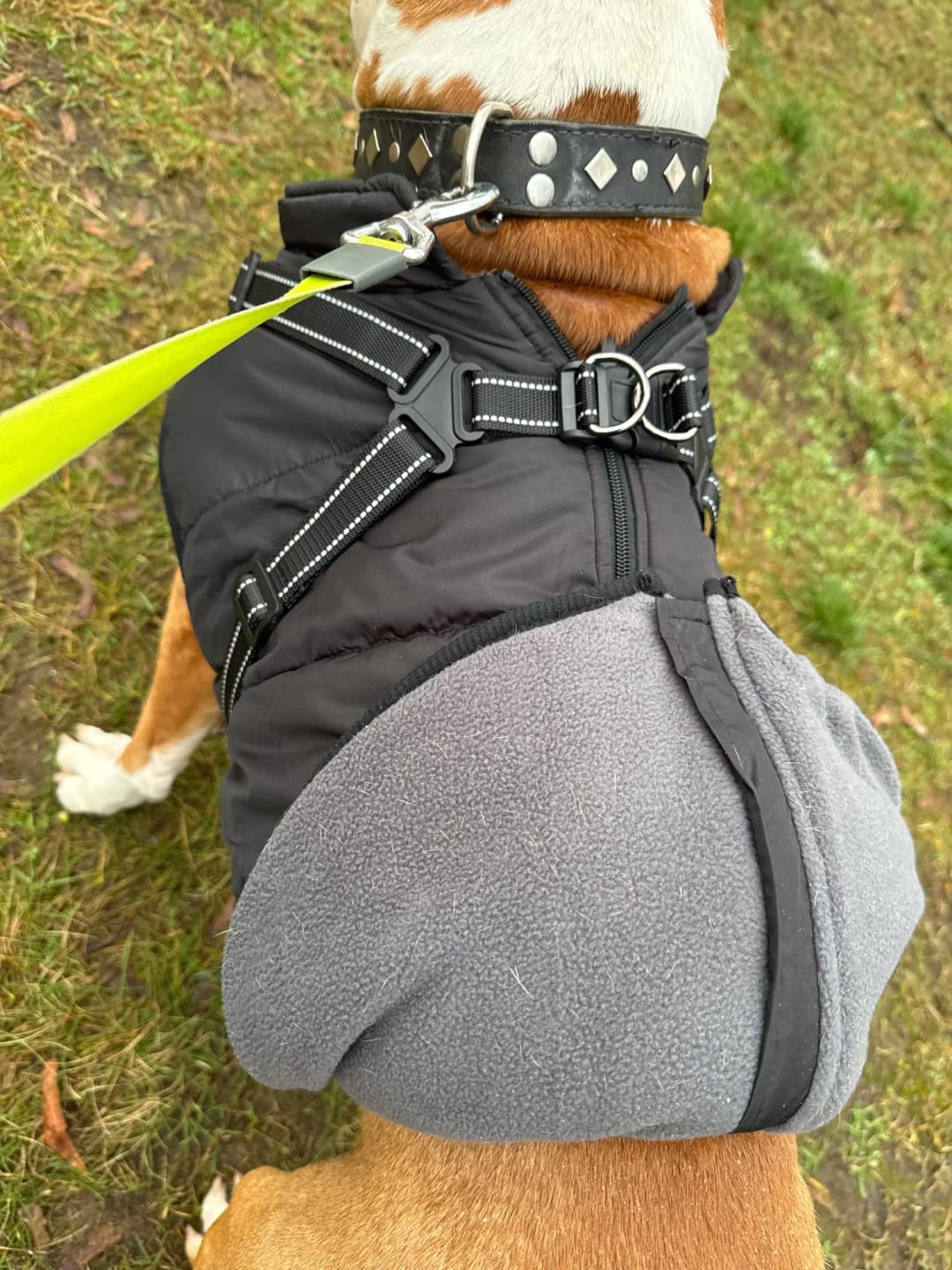 Customer photo review of My Furry King™ 3 in 1 Winter Jacket