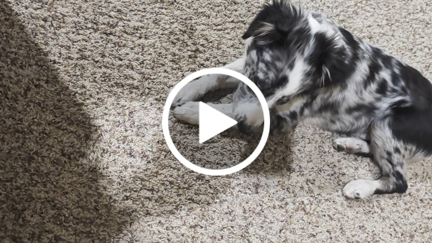 Customer video review of 12 Inch Standard Braided Bully Stick