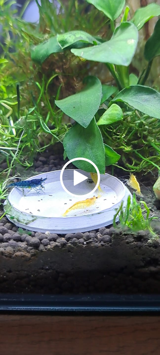 Customer video review of Skittles Shrimp