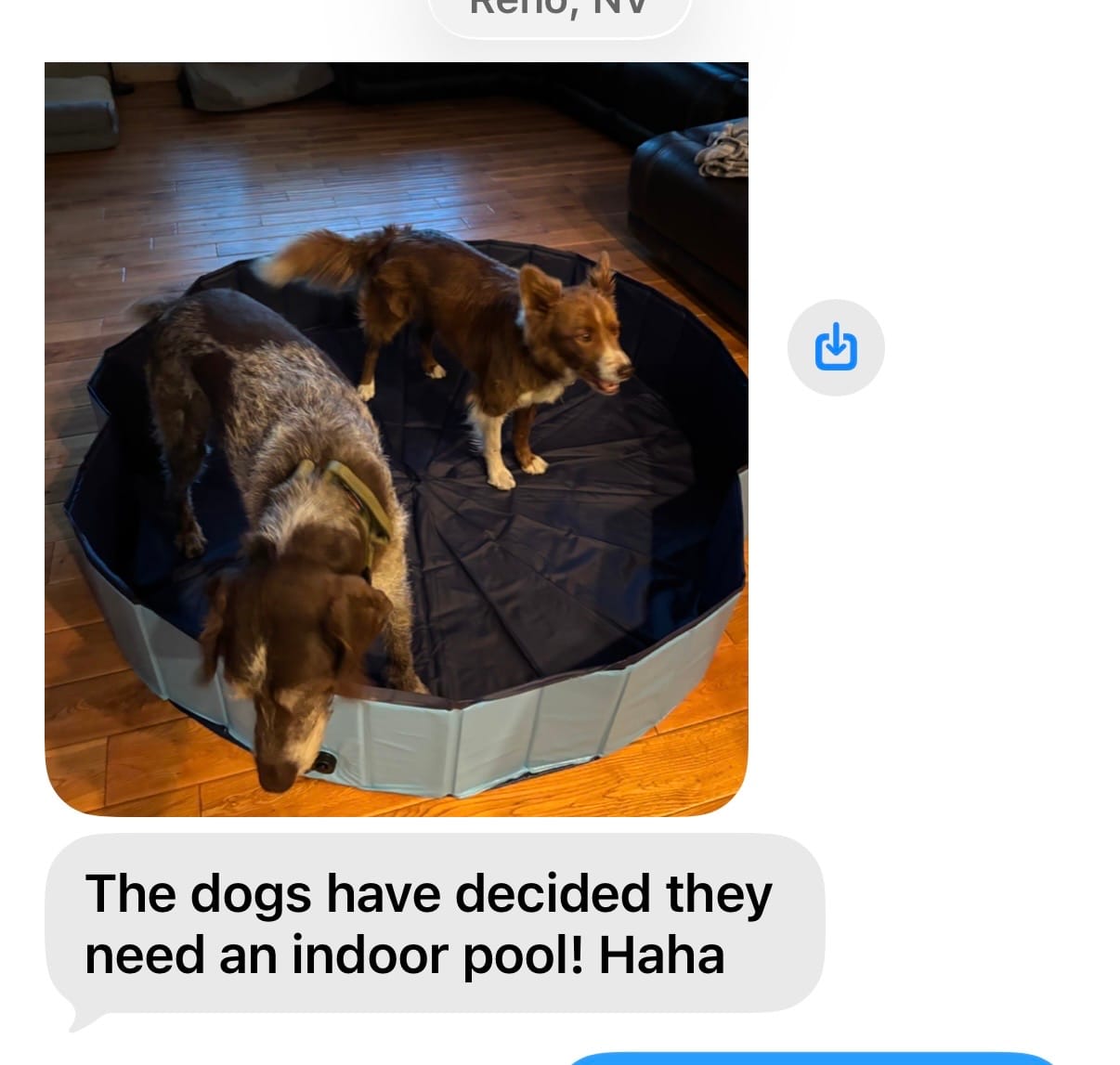 Customer photo review of NEW Pop-Up Foldable Outdoor Dog Bath & Swimming Pool With Side Drain (Aqua Blue)