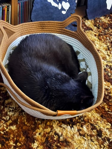Customer's black cat curled up, sleeping in the brown and white Instinct Basket on a patterned rug.