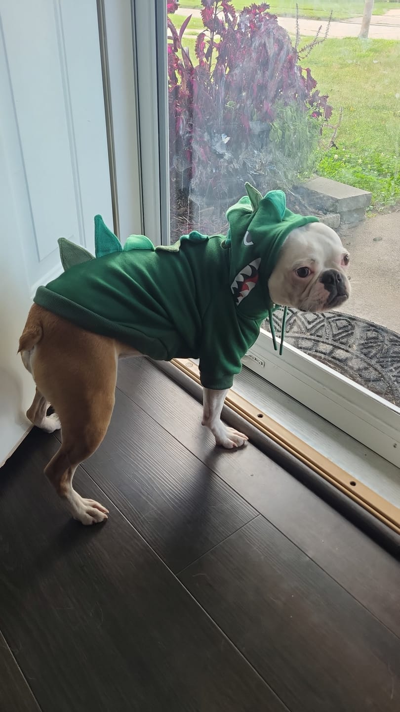 Customer photo review of Halloween Dog Hoodie - Dinosaur