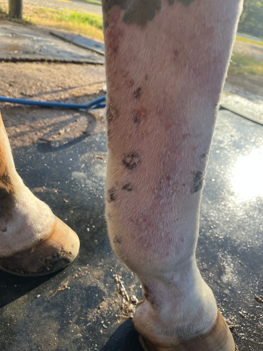 Customer photo review of Trouble Spot Drying Paste