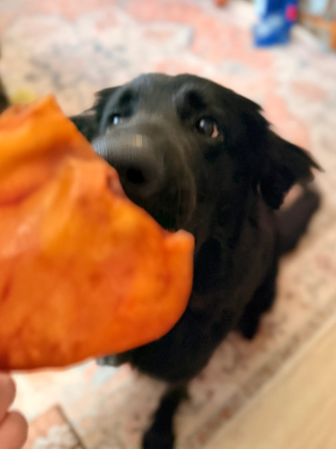 Customer photo review of Pig Ear Treats for Dogs