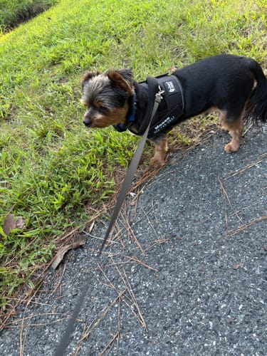 Customer's Dogshood Ergonomic Harness on a small black dog standing on a paved path outdoors.