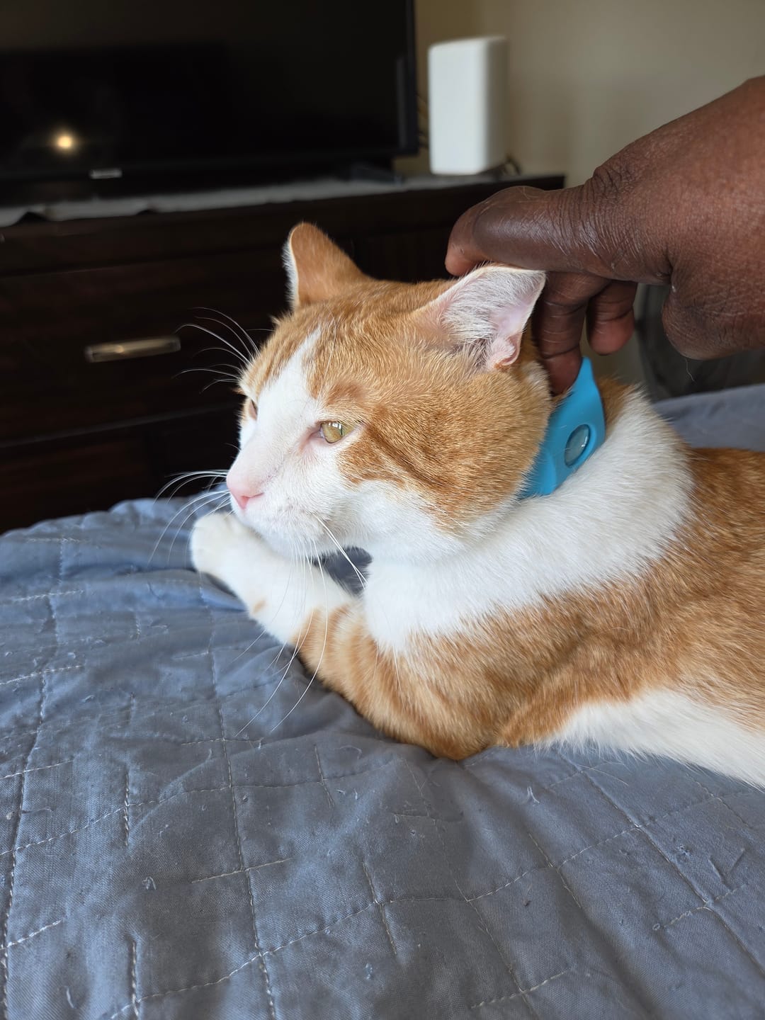 Customer photo review of FurLife™ 12 Months Flea and Tick Free