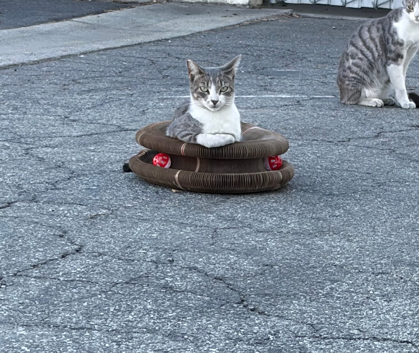 Customer photo review of İnteraktif Kedi Oyun Tüneli | Birleştirilebilir Tırmalama Oyuncağı
