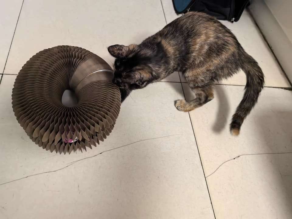 Customer photo review of İnteraktif Kedi Oyun Tüneli | Birleştirilebilir Tırmalama Oyuncağı