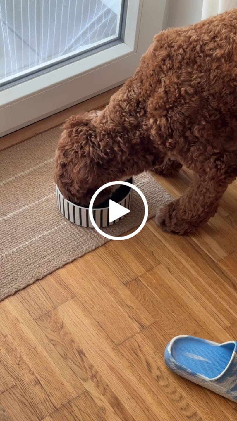 Customer video review of Frischfutter für Energiebedarf von 774 kCal/Tag