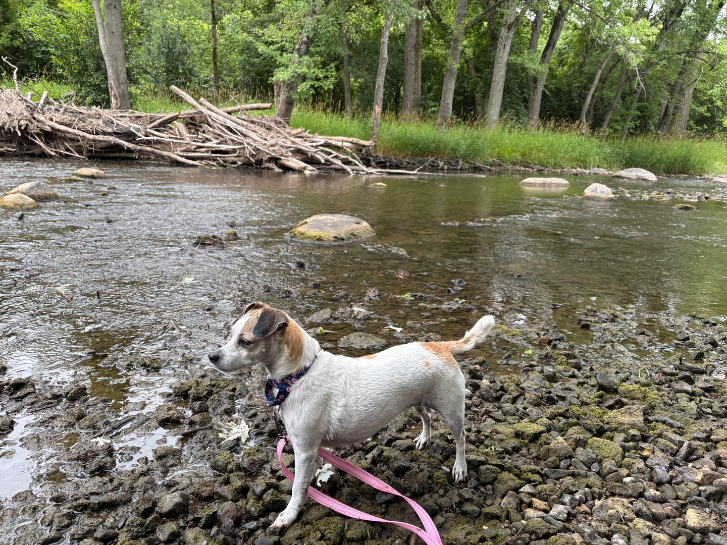 Customer photo review of Daily Healthy-Aging Support for Aging Dogs