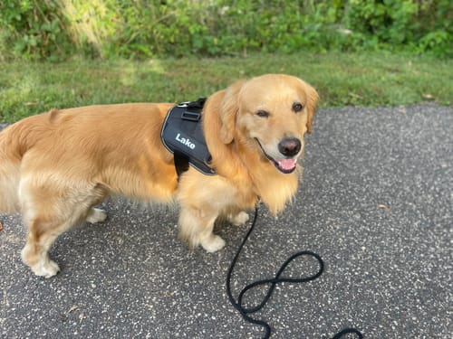 Customer's golden retriever wearing a black Dogshood Ergonomic Harness labeled with the name Lake, standing outdoors.
