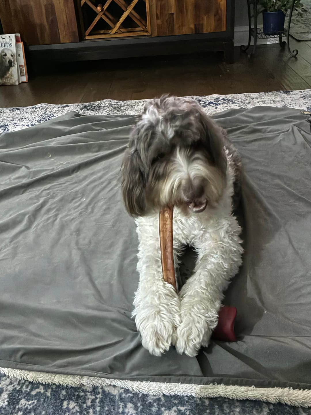 Customer photo review of 12 Inch Monster Bully Stick