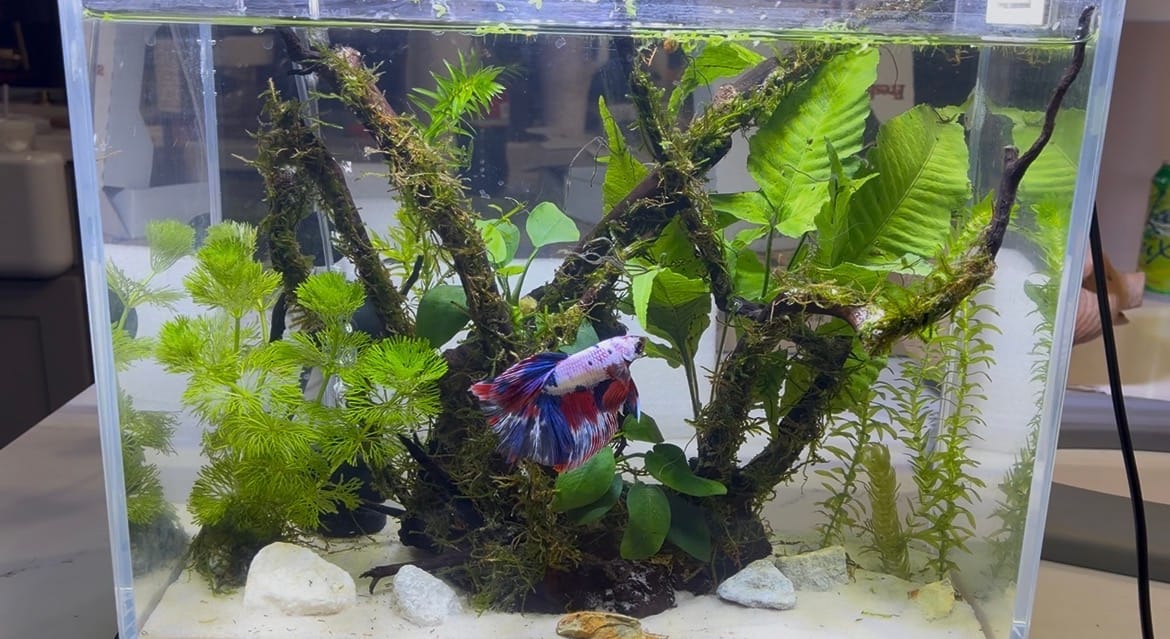 Customer photo review of Multicolor Halfmoon Male Betta Fish | Order Directly From Farm | You Pick Fish