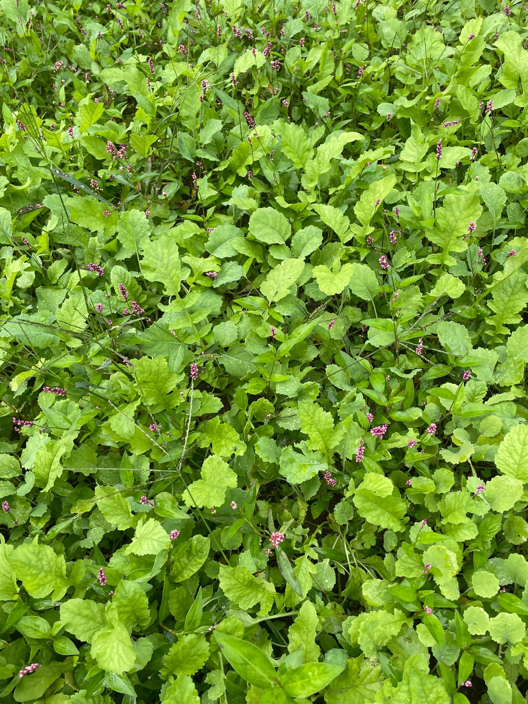 Customer photo review of Late Season Brassicas