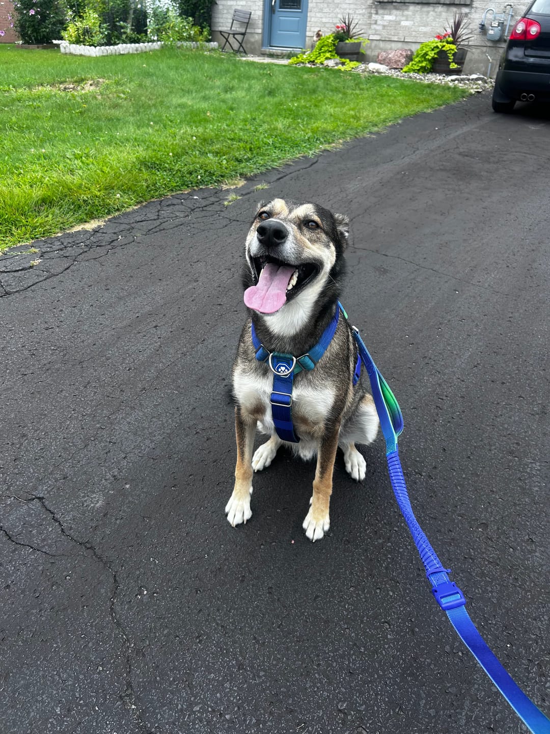 Customer photo review of Comfort Control No-Pull Dog Harness and Multipurpose Leash Set - Lime Wave