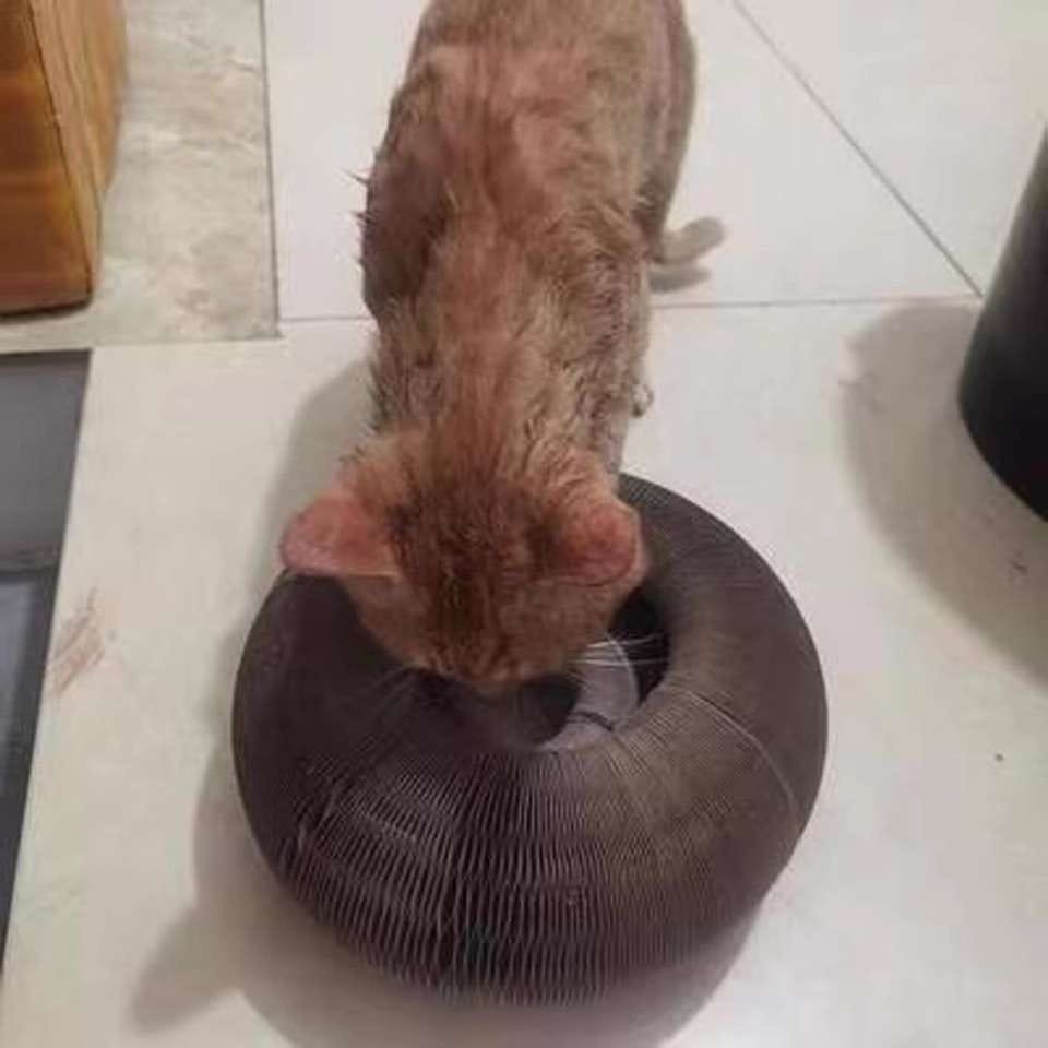 Customer photo review of İnteraktif Kedi Oyun Tüneli | Birleştirilebilir Tırmalama Oyuncağı