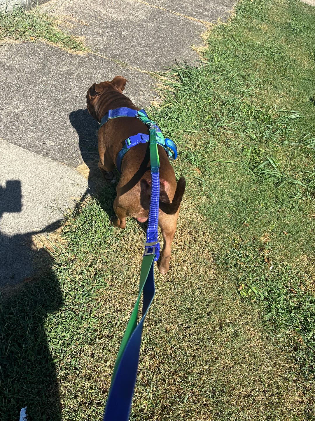Customer photo review of Comfort Control No-Pull Dog Harness and Multipurpose Leash Sets