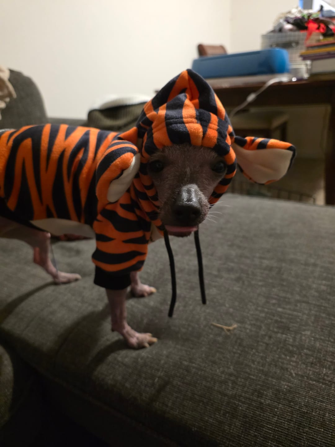 Customer photo review of Halloween Dog Hoodie - Tiger