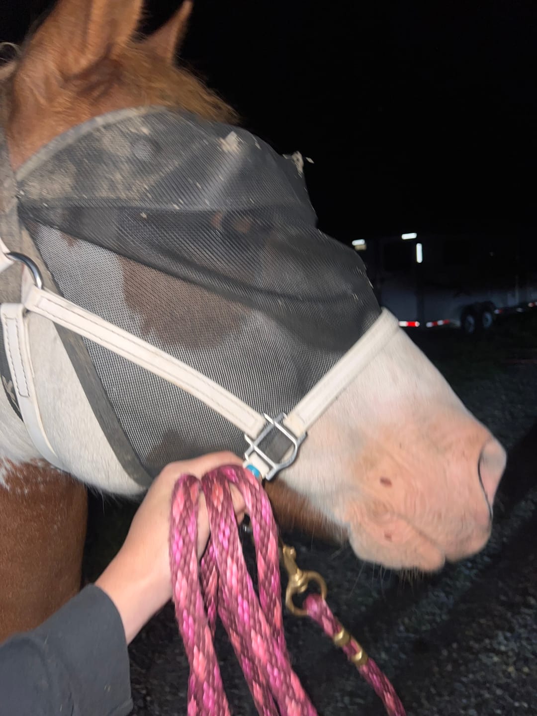 Customer photo review of EquiVizor Fly Mask - With Nose Protection