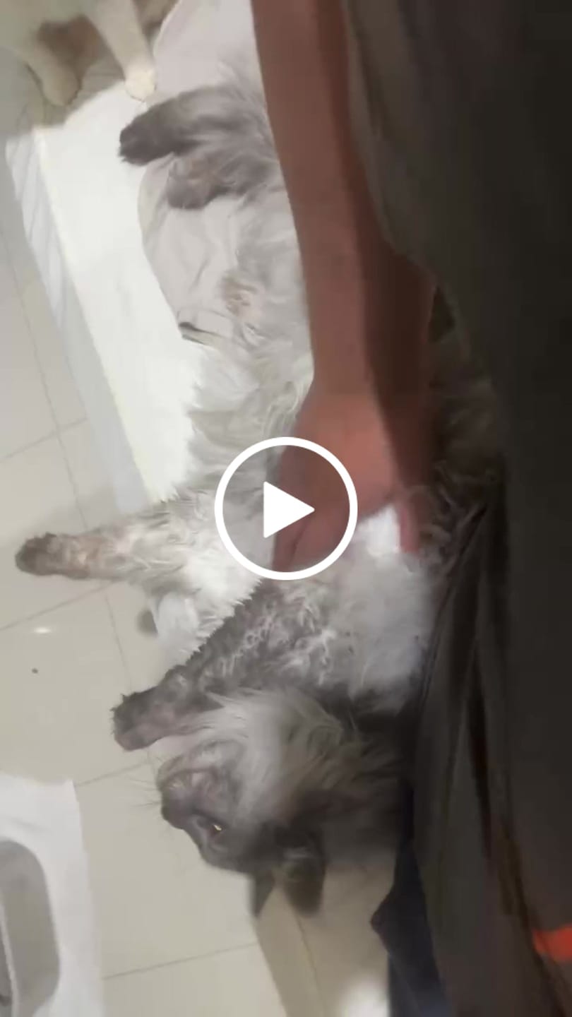 Customer video review of Petbuds Flow Pet Drinking Fountain