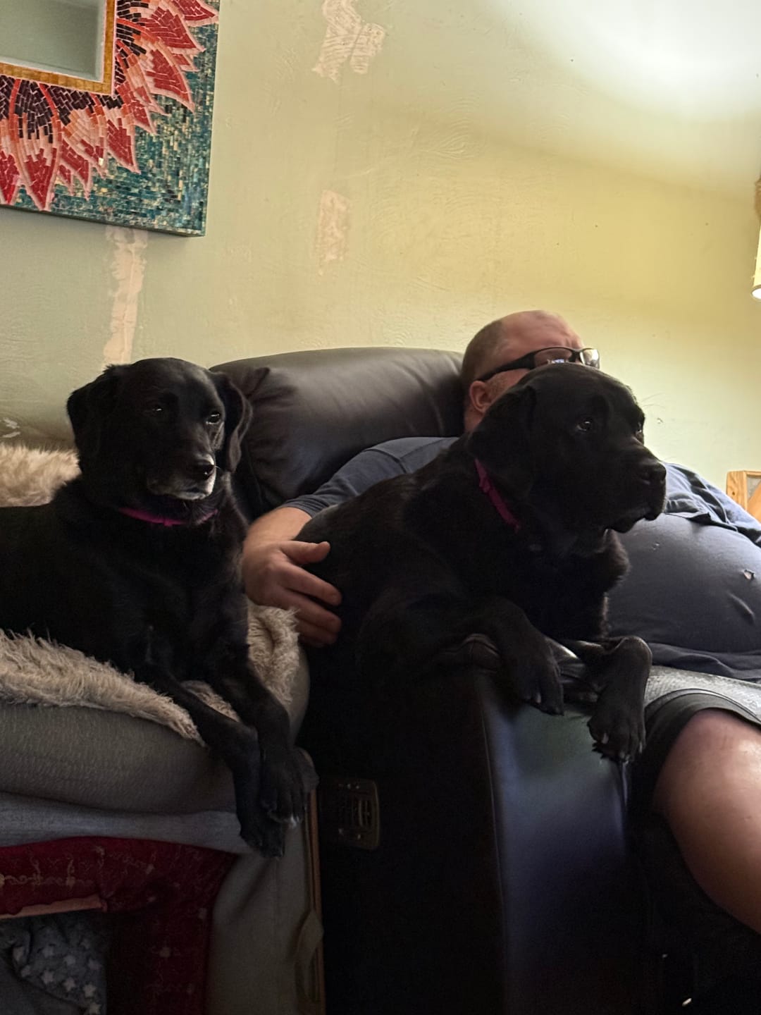 Customer photo review of FurLife™ 12 Months Flea and Tick Free