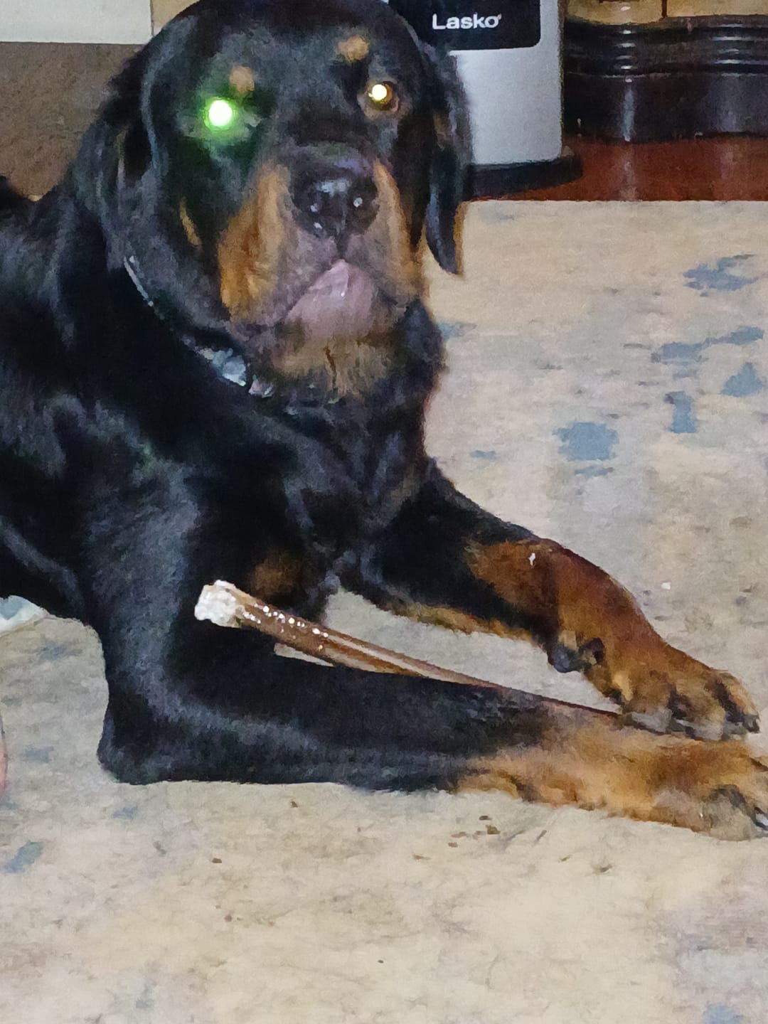 Customer photo review of Super Bull Sticks