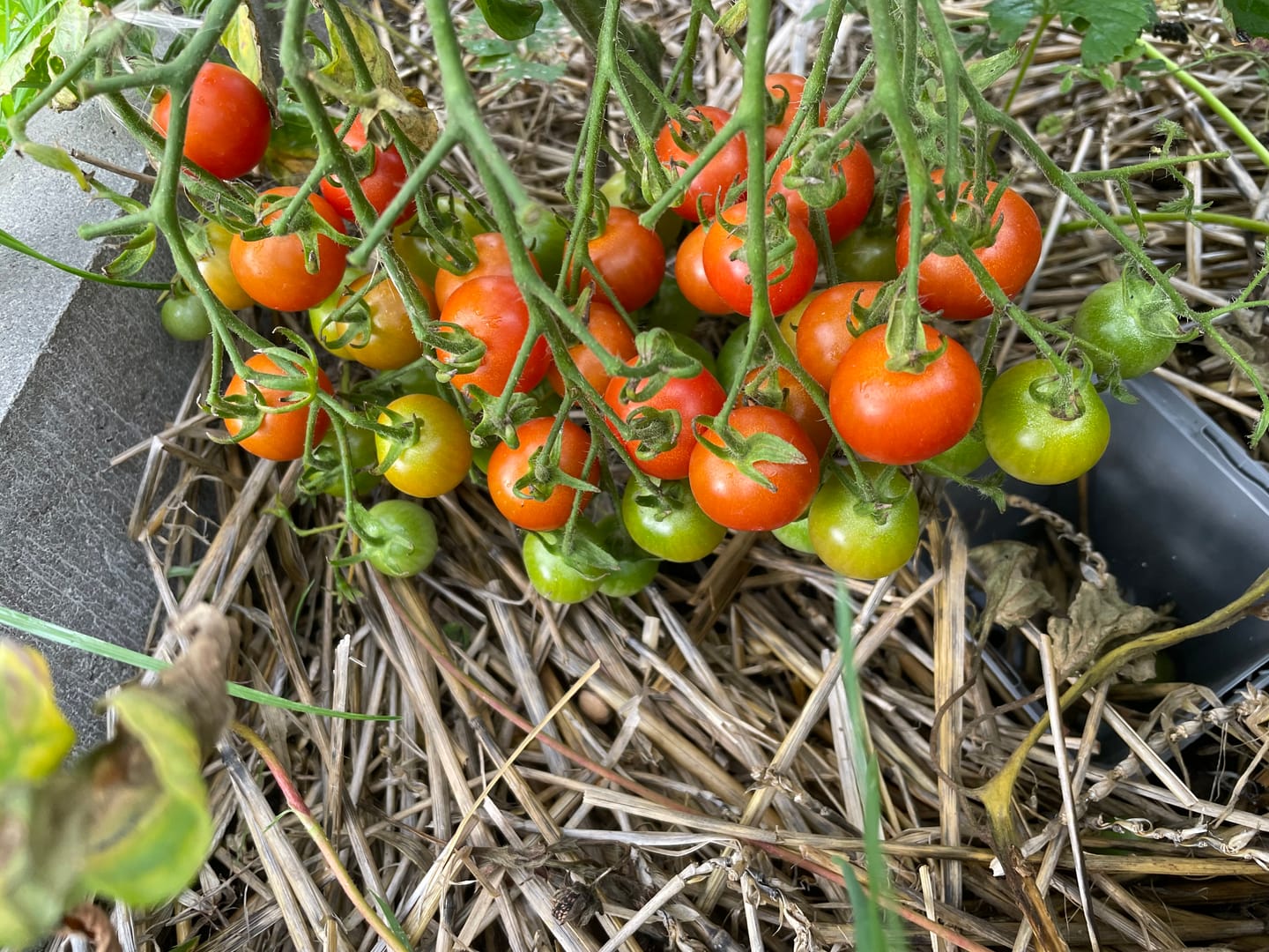 Customer photo review of Cocktailtomate 'Zuckertraube'