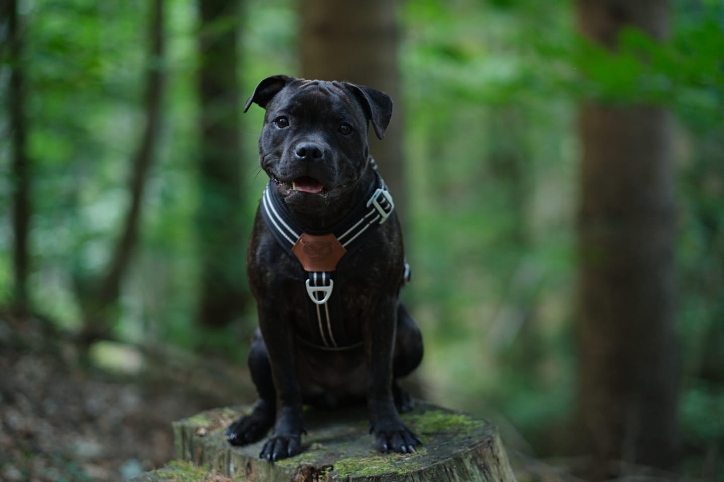 Customer photo review of Staffordshire Bull Terrier 1935® Harness & Leash Set - Black